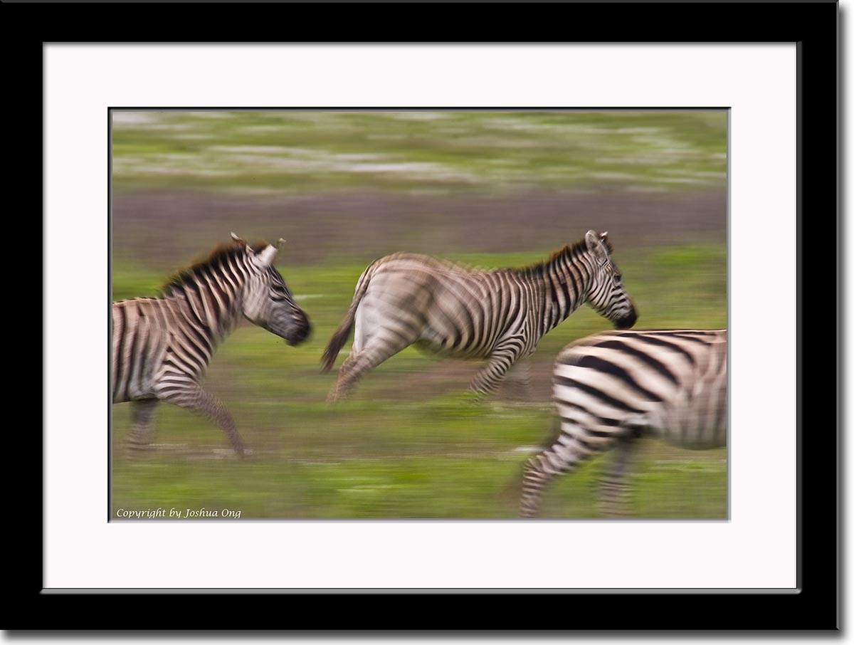 Zebras on the Move