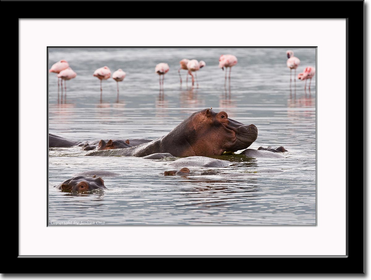 Hippos and Flamingos in the Background