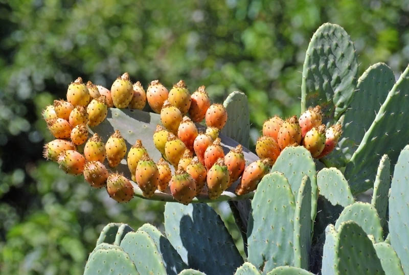 082 Cactus Fruit.jpg