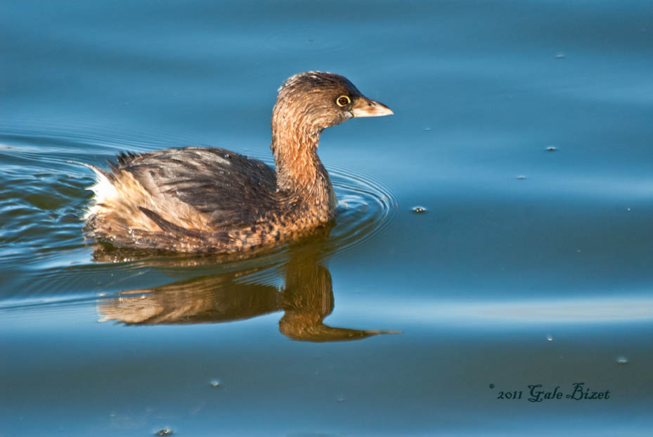 Grebe. net.2117.jpg