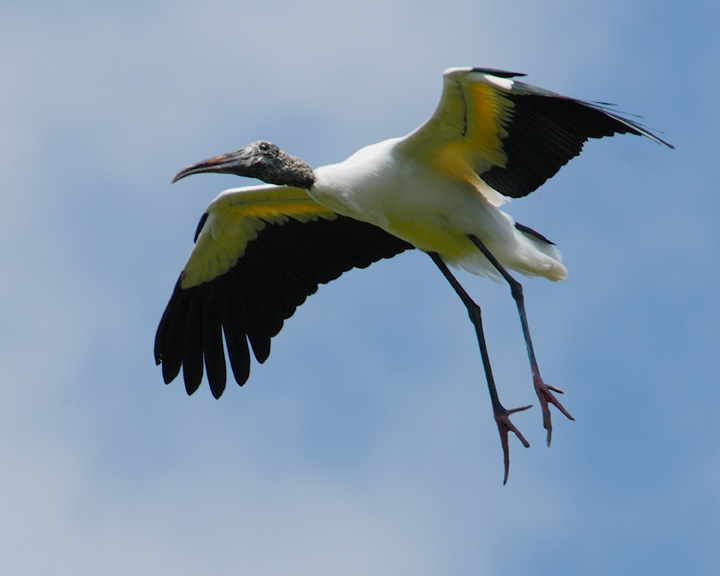 wood stork NT 8801.jpg