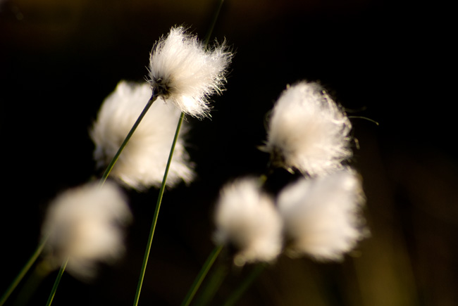 Eriophorum scheuchzeri Hoppe/Polarull