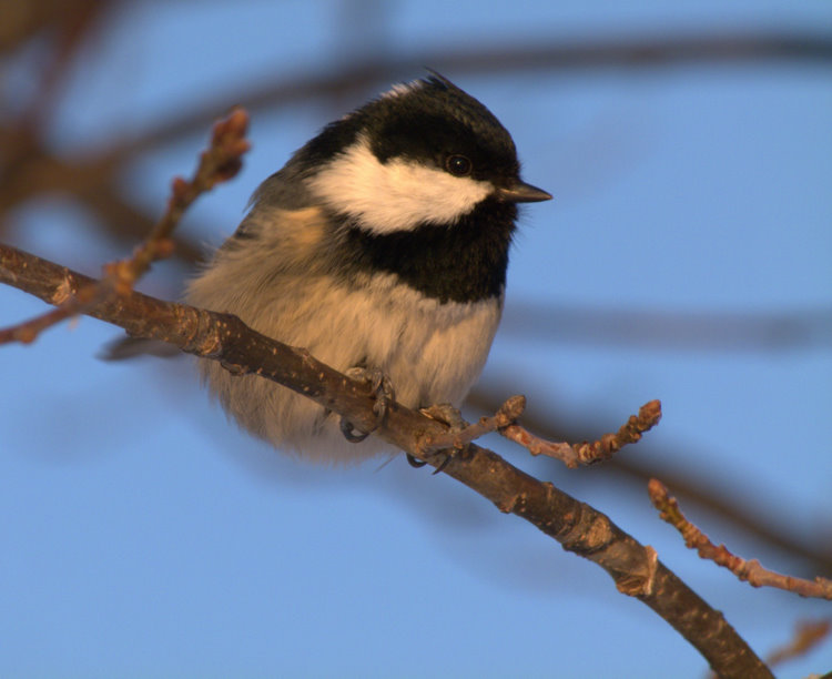 Svartmes/Parus ater