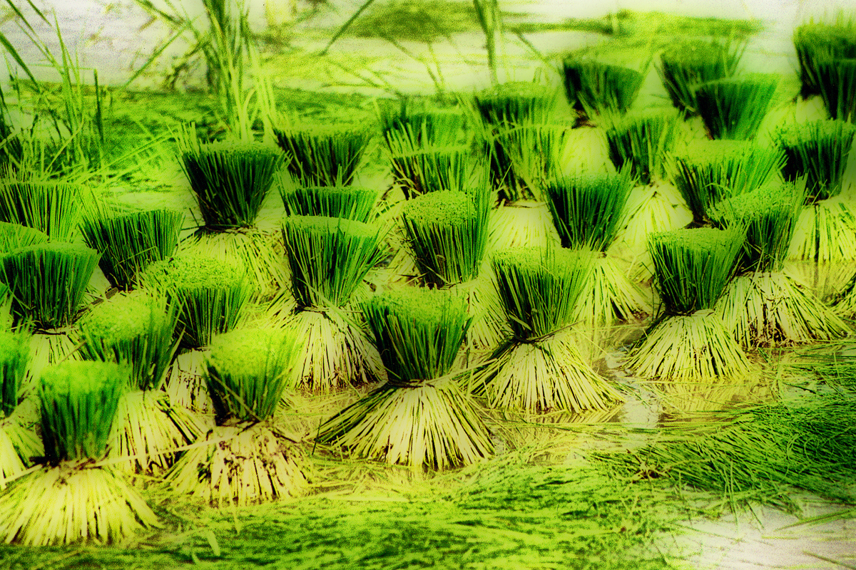 Rice drying.jpg