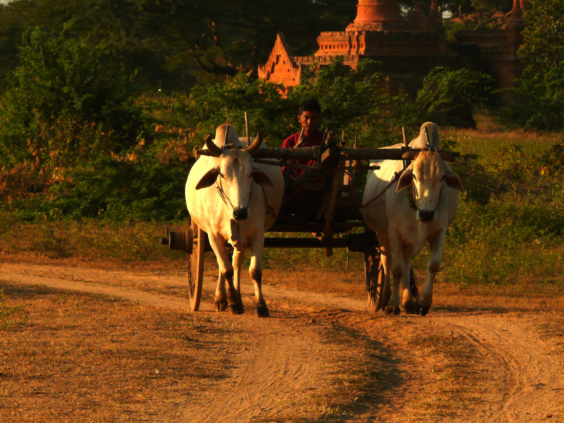 Local transport Bagan.jpg