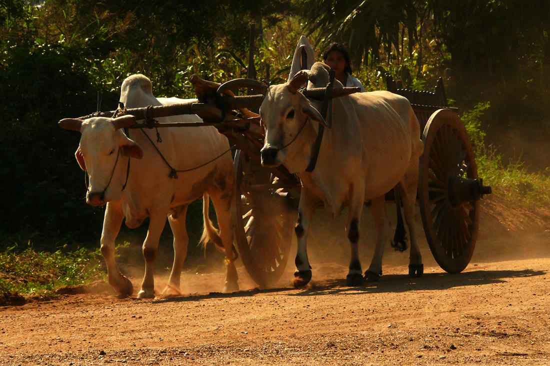 Kicking up dust bagan.jpg