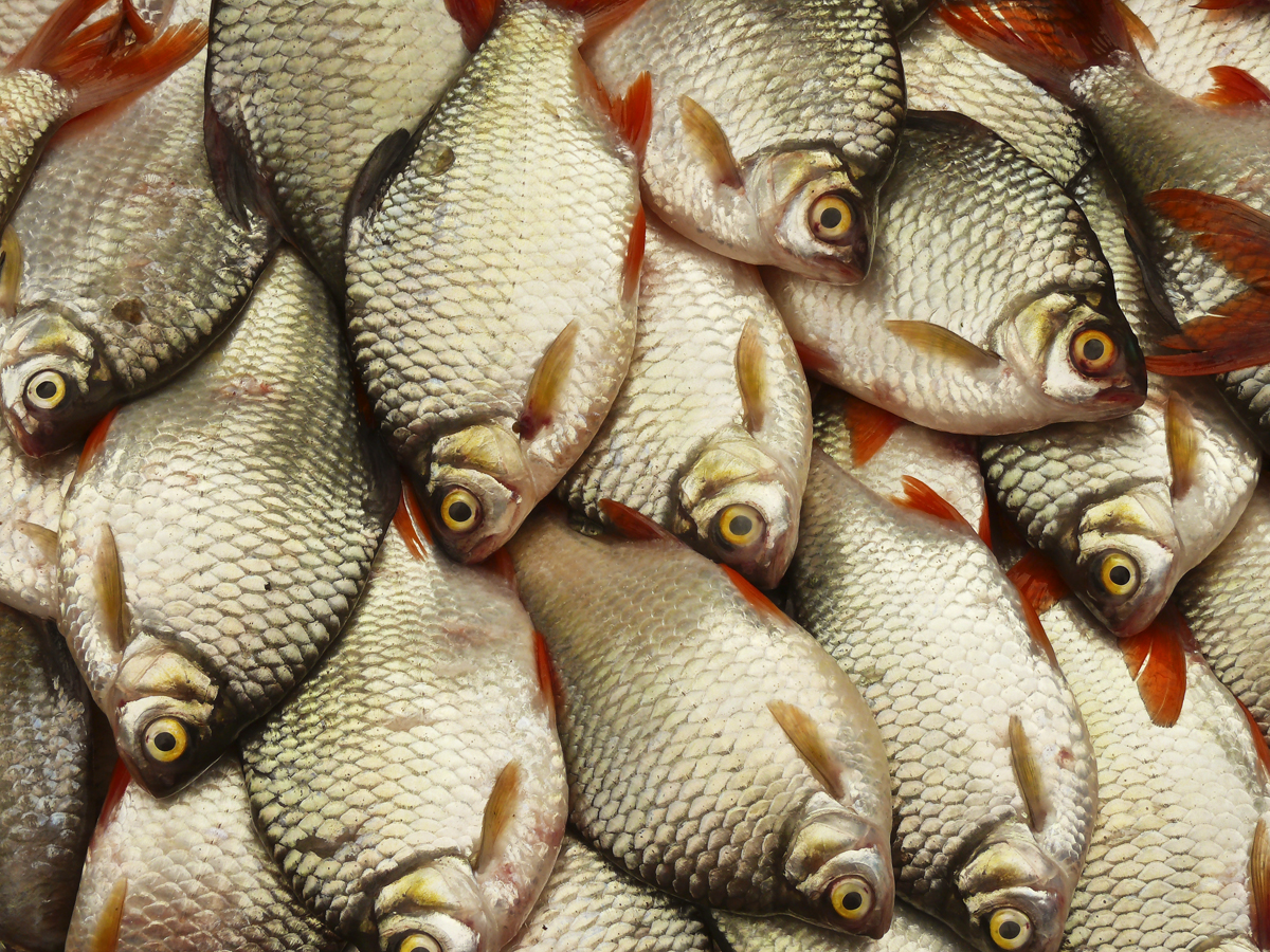 Fish.jpg