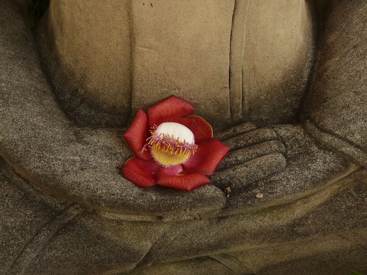 Buddha with flower.jpg