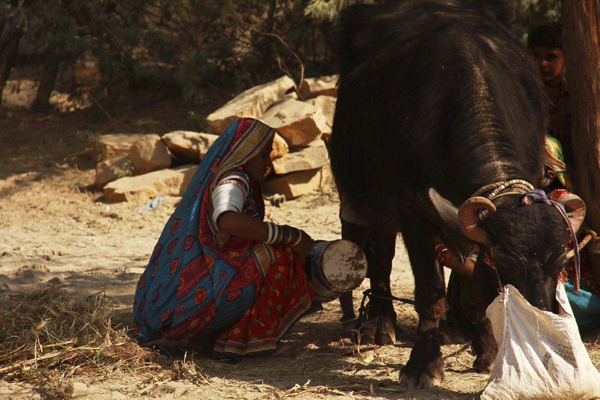 Kutch milking cow 01.jpg