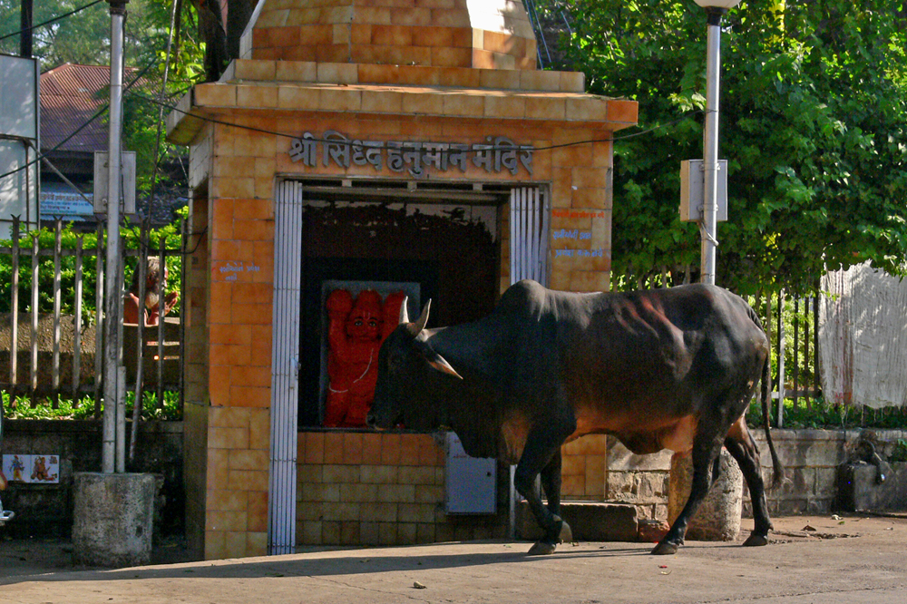 Cow visiting temple