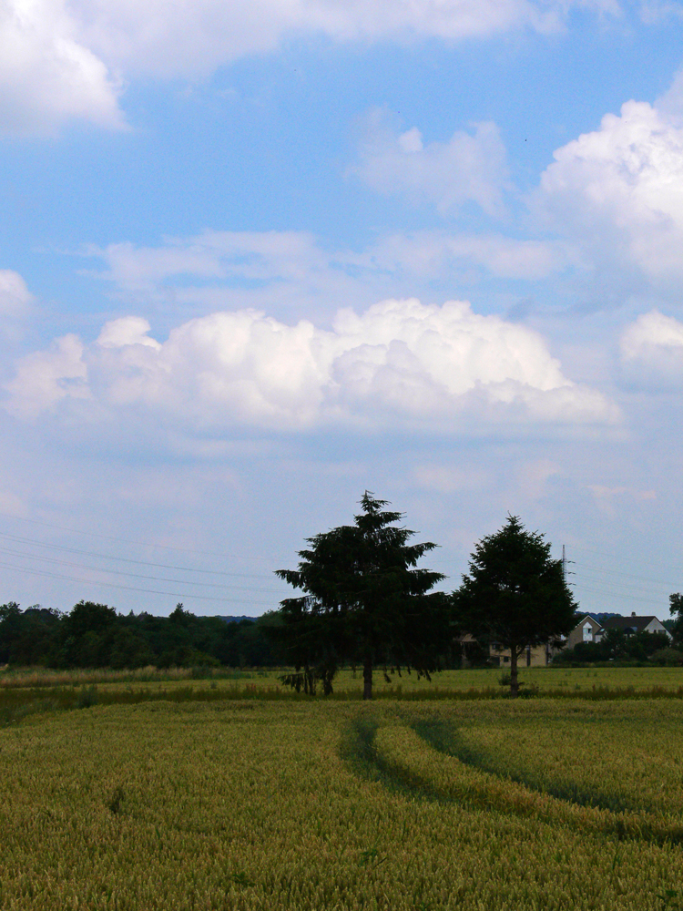 Field 3