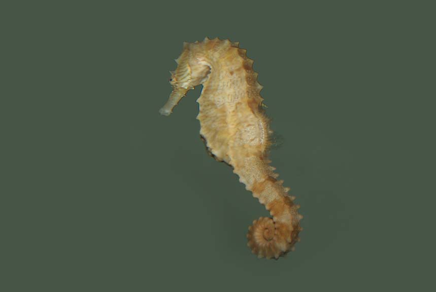 Thorny Seahorse