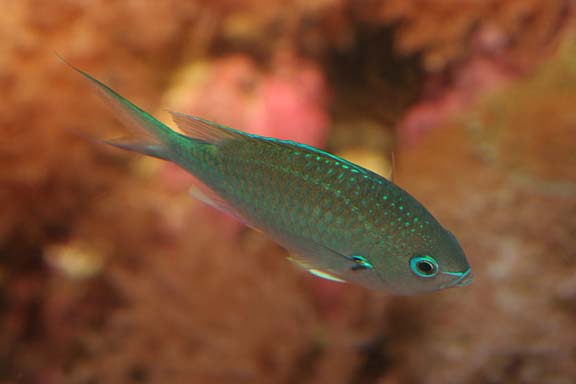 Green Chromis