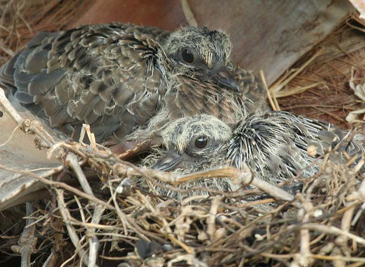 twin baby Mourning Doves in the nest