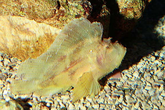 Scorpionfish
