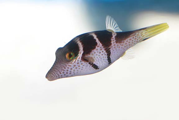 Pufferfishes