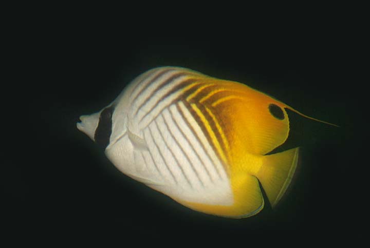 Threadfin Butterflyfish