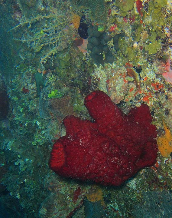 Sponges