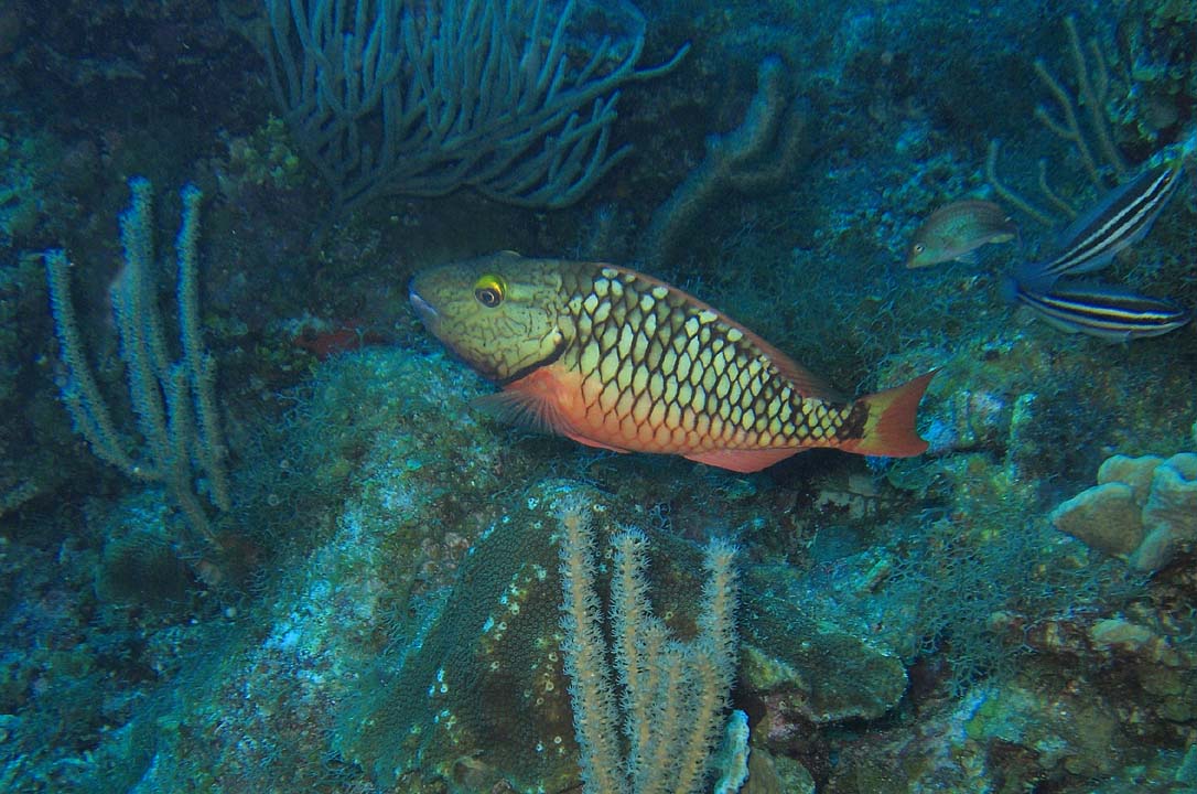 Spotlight Parrotfish