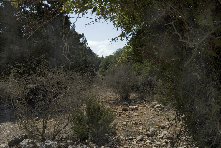 G6 Israeli landscape. jpg