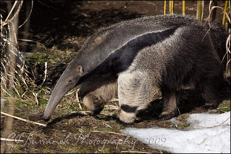 8 - 2009Feb08 Anteater 0285