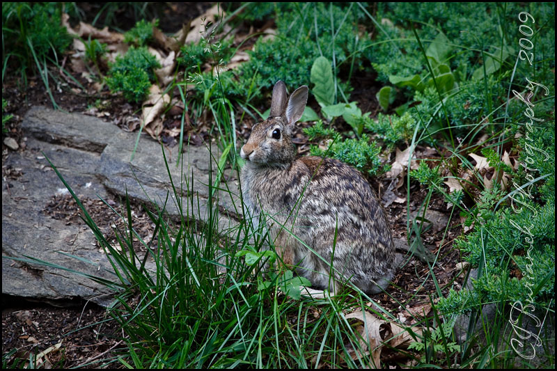 2009Jun16 Bunny 3920.jpg