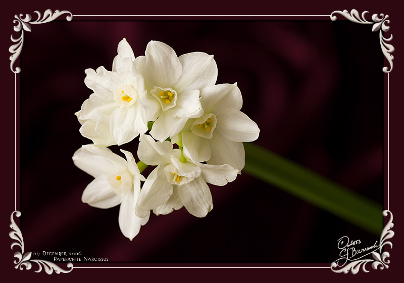 09Dec06 Paperwhite Narcissus - 14553