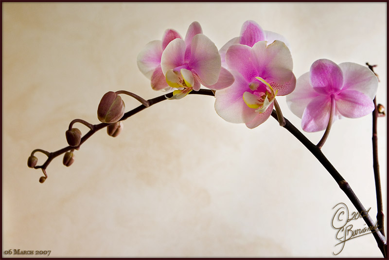 06Mar07 Orchids - 15771