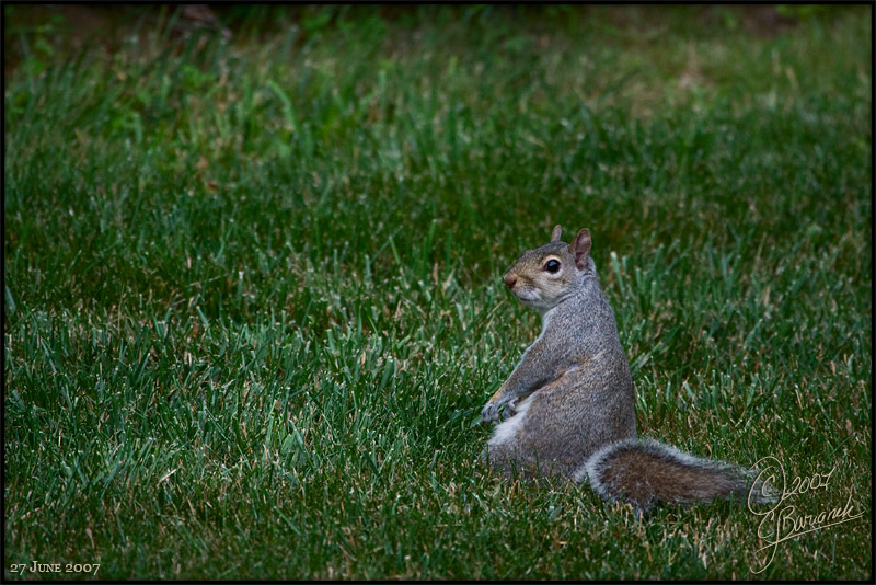 27Jun07 Another Squirrel - 16808