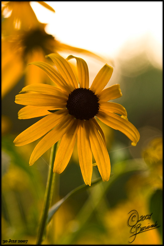 30July07 Black Eyed Susan - 17298