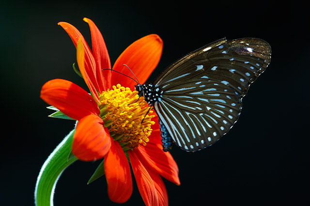 butterfly-006905.jpg