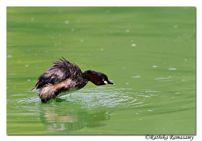 Jumping  Grebe (Tachybaptus ruficollis)_DD35063