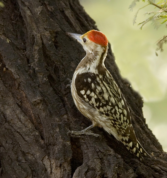 Yellow-crowned woodpecker(M)-2262