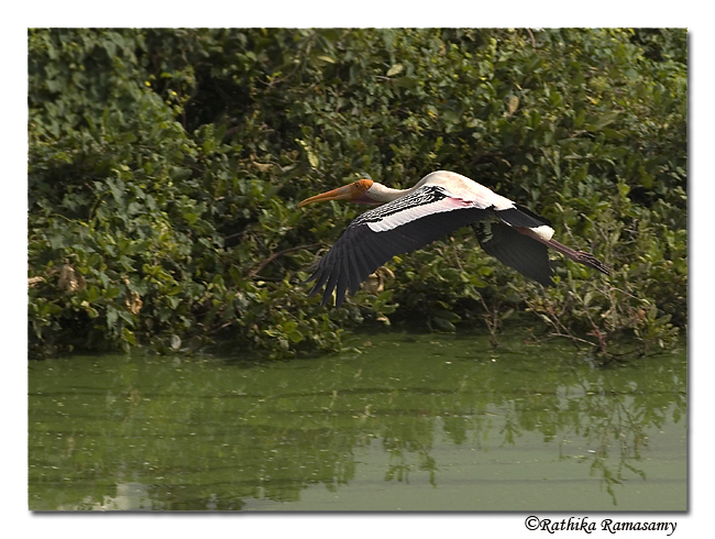 Painted stork-9777