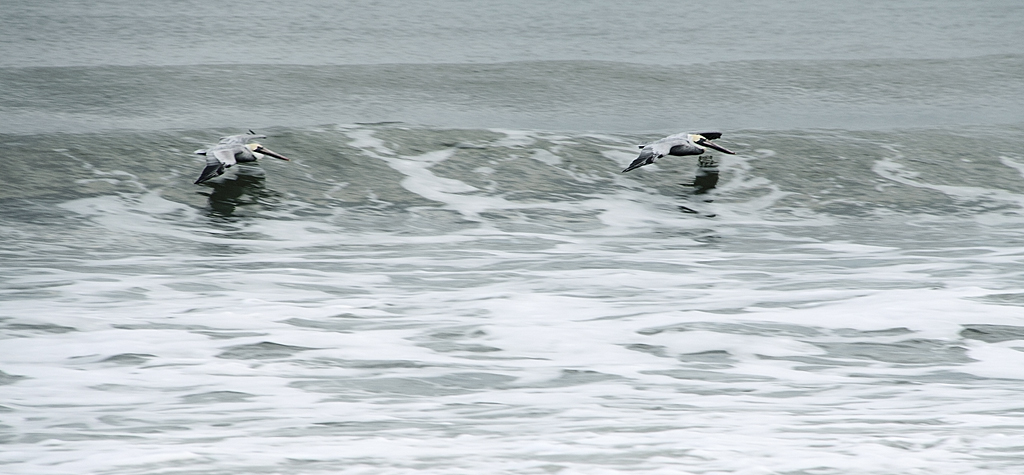 Two Pelicans