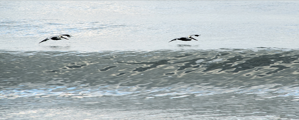 Pelicans