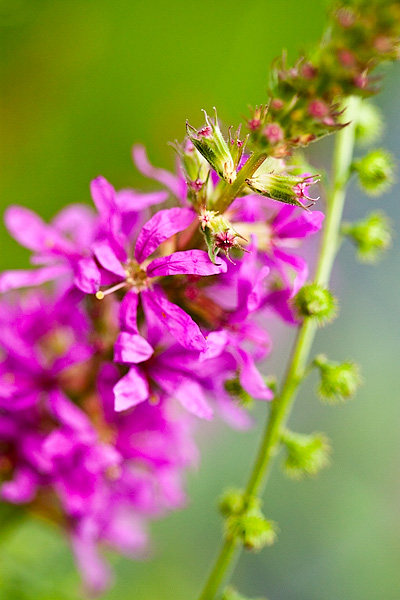 Wildflowers