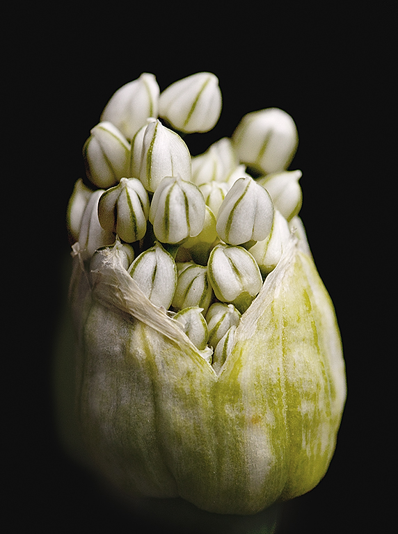 Onion Flower