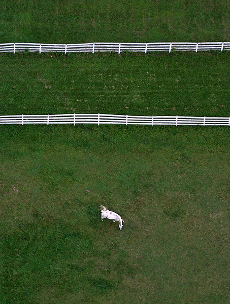 Horse from Above