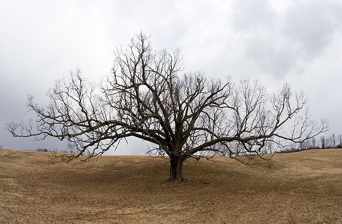 Oak
