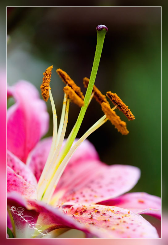 IMG_1286  Day Lilly