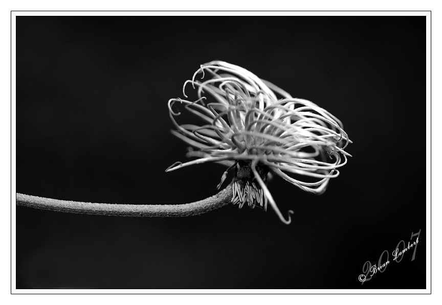 IMG_1300-2  Clematis