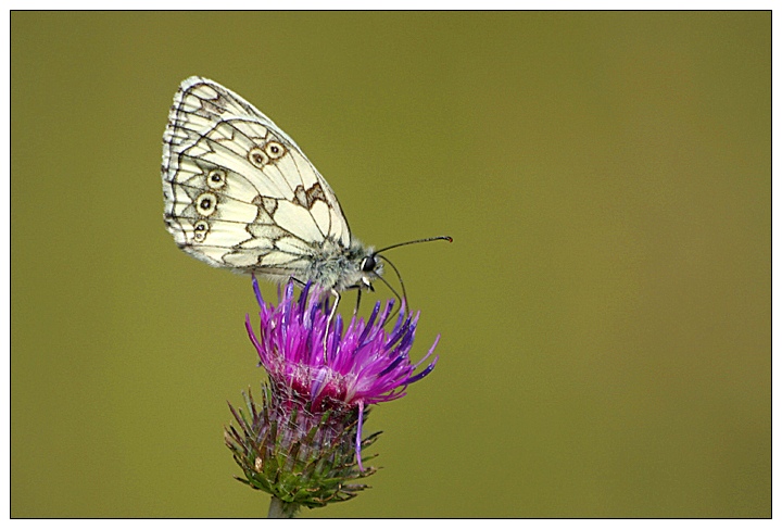 Marbled White - Schachbrettfalter