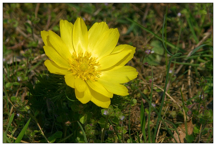 Adonis Vernalis VIII