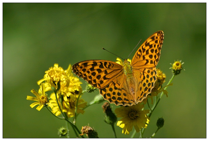 Silver-washed Fritillary - Kaisermantel