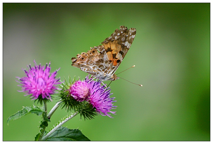 Painted Lady - Distelfalter