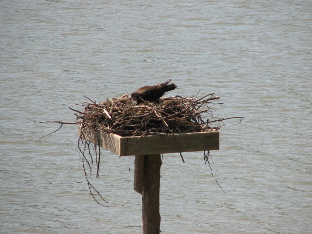 Success - the pair is nesting!