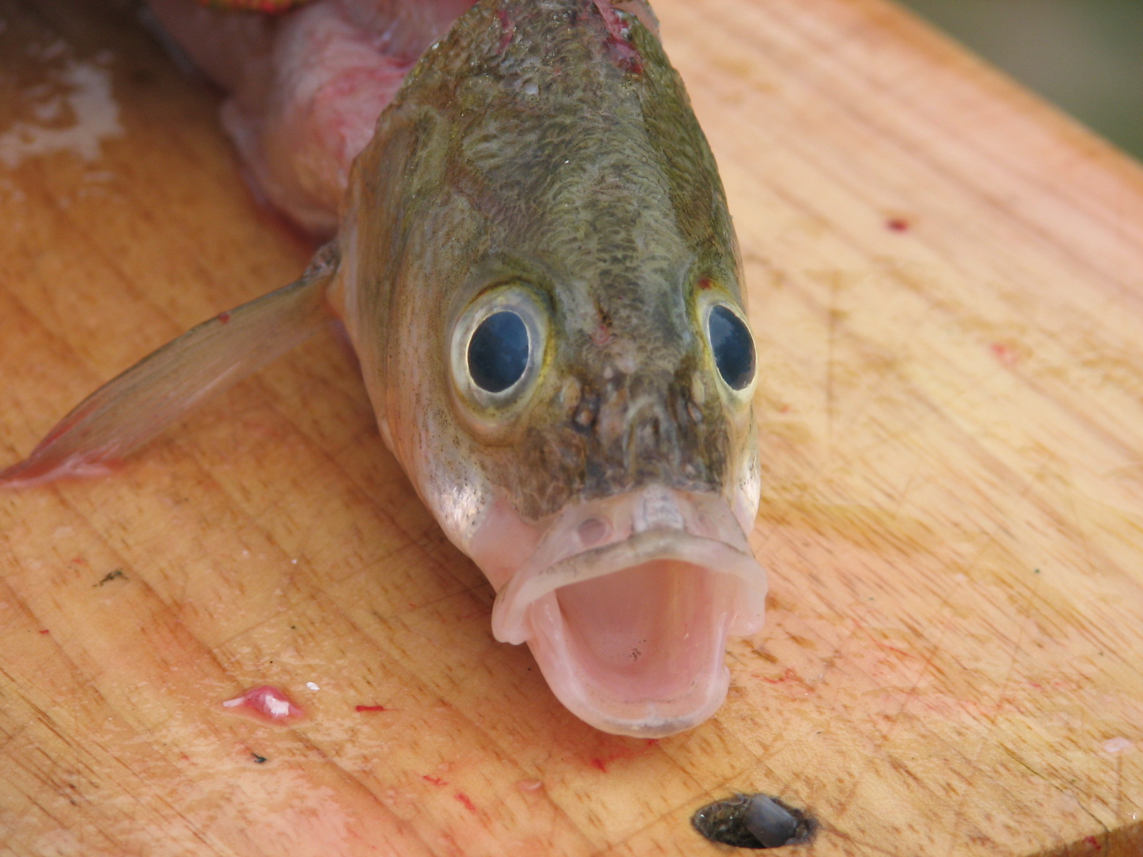Happy the fish