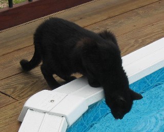 His morning (all day actually!) routine was to drink from the pool - we had to keep the water level up!