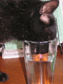 One day in the office I heard a noise and looked to see Buddy drinking out of MY glass!